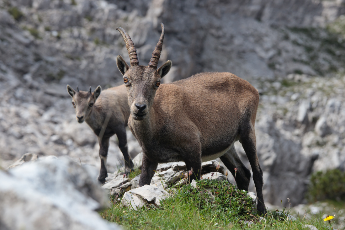  Alpine ibex